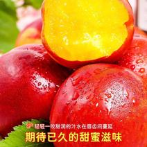 桃油桃黄心红皮，518产地一手货源，新鲜采摘保质保量