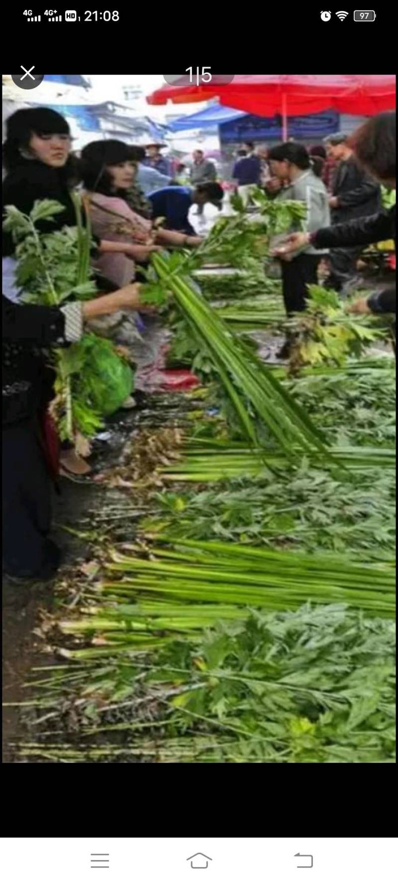 端午节用品艾草水菖蒲一套