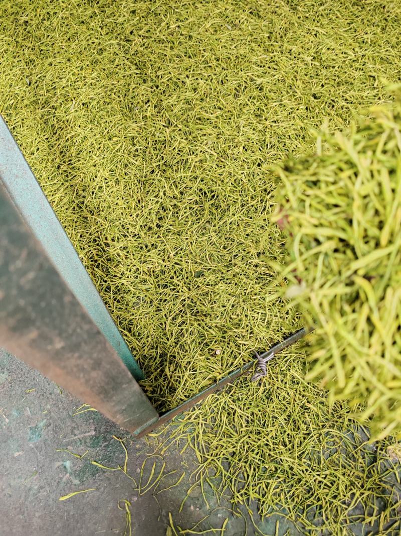 山银花，小米花，茶花