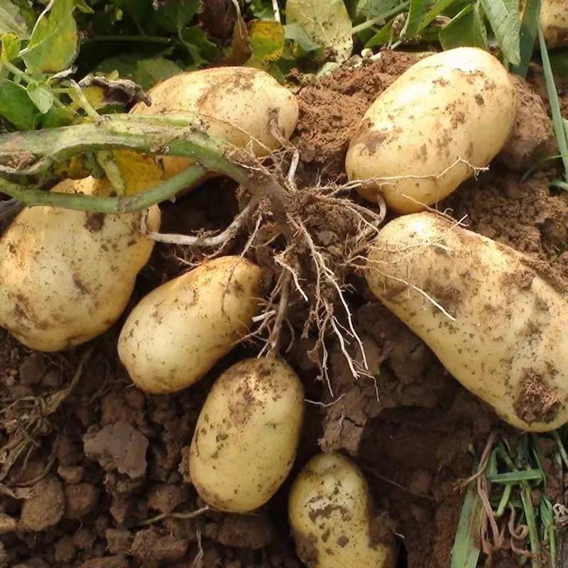 土豆，黄心土豆产地一手货源，现挖现装保质保量欢迎