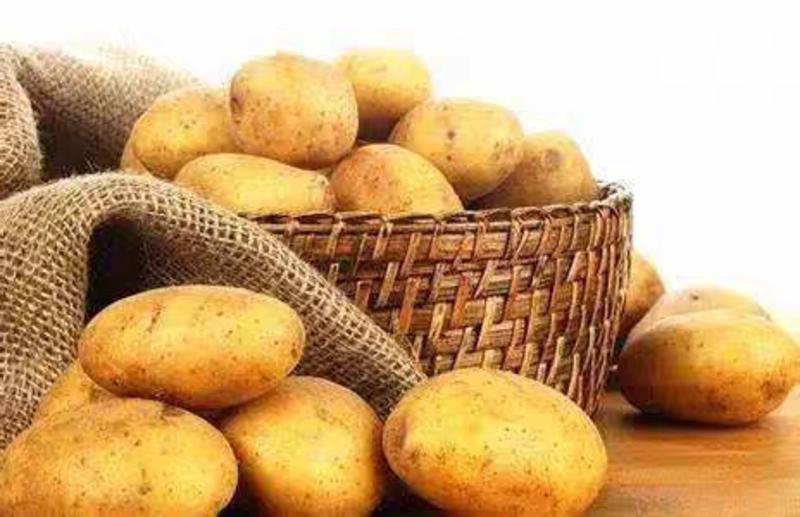 土豆，黄心土豆产地一手货源，现挖现装保质保量欢迎