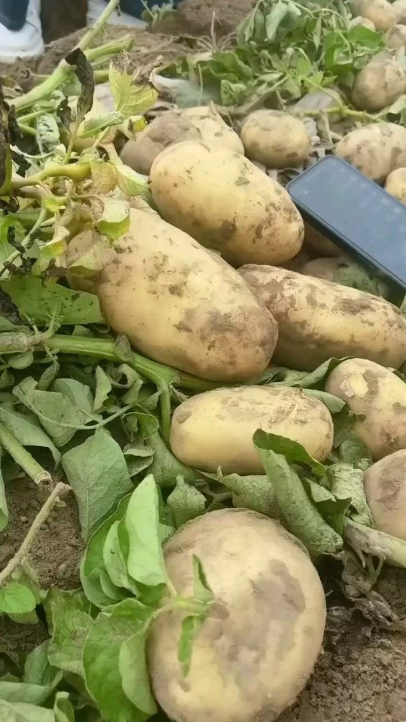 黄心土豆，沃土中暑荷兰都有一手货源产地现挖现装