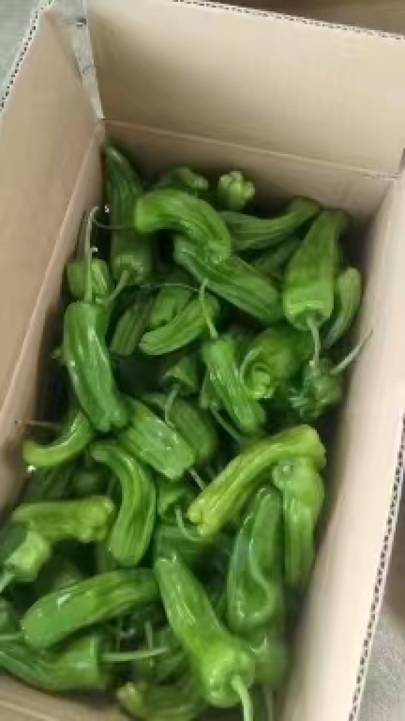 薄皮椒薄皮青椒产品发货商超品质全国代发欢迎电话订货