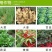 鑫星20%噻唑膦黄瓜番茄根结线虫专用根瘤病根线虫药灌根线