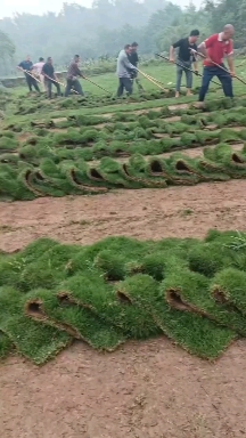 绿化杆