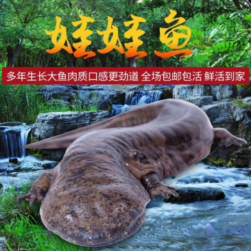 好货推荐大鲵娃娃鱼厂家直供批发零售仿生态养殖