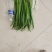 蔬菜办理山东临沂市沂水代办线椒，芹菜，等各种蔬菜