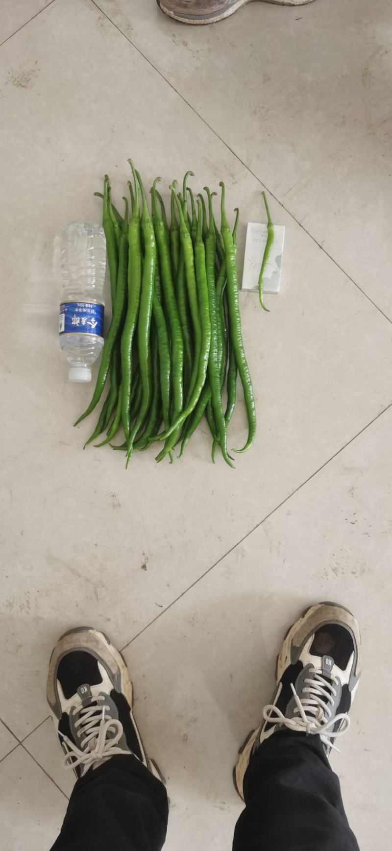 蔬菜办理山东临沂市沂水代办线椒，芹菜，等各种蔬菜