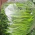 蔬菜办理山东临沂市沂水代办线椒，芹菜，等各种蔬菜