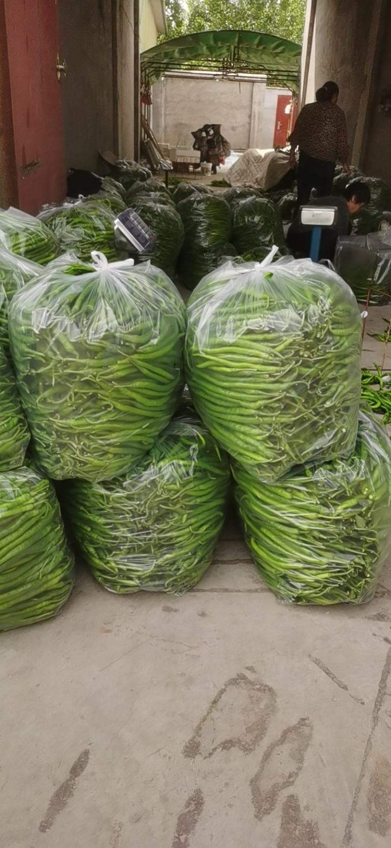蔬菜办理山东临沂市沂水代办线椒，芹菜，等各种蔬菜