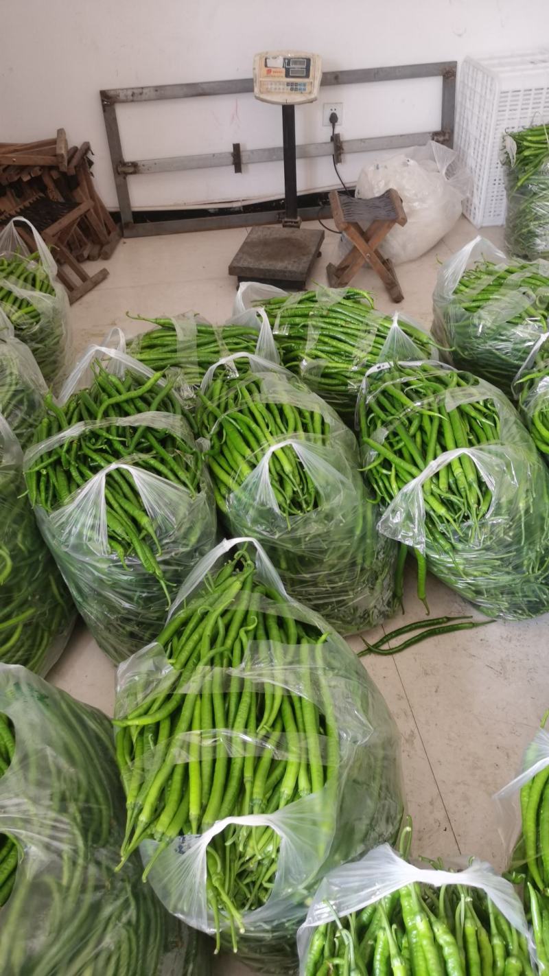 蔬菜办理山东临沂市沂水代办线椒，芹菜，等各种蔬菜