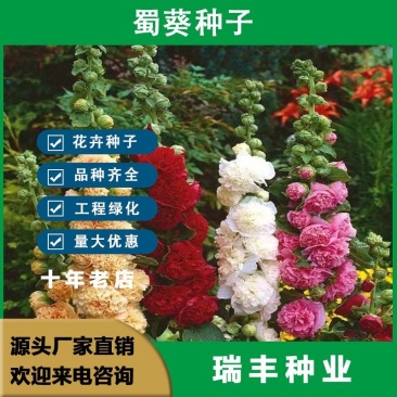 蜀葵花种子重瓣蜀葵花种子多年生一丈红种子春播四季易种易活