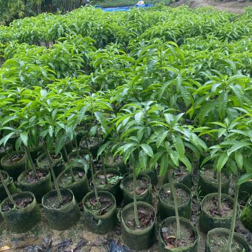 蛋黄果树苗鸡蛋果树苗