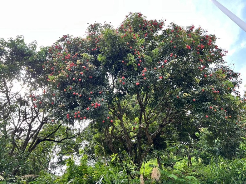 广东桂味荔枝，核小桂花味更浓郁一件代发