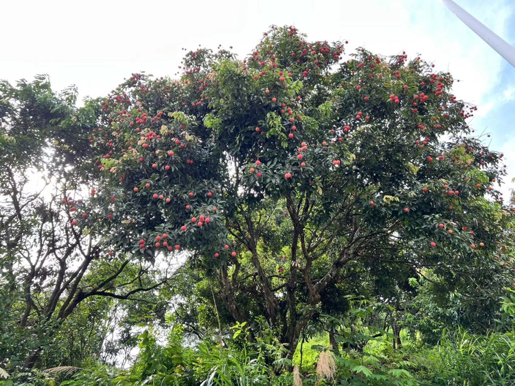神秘果植株特写