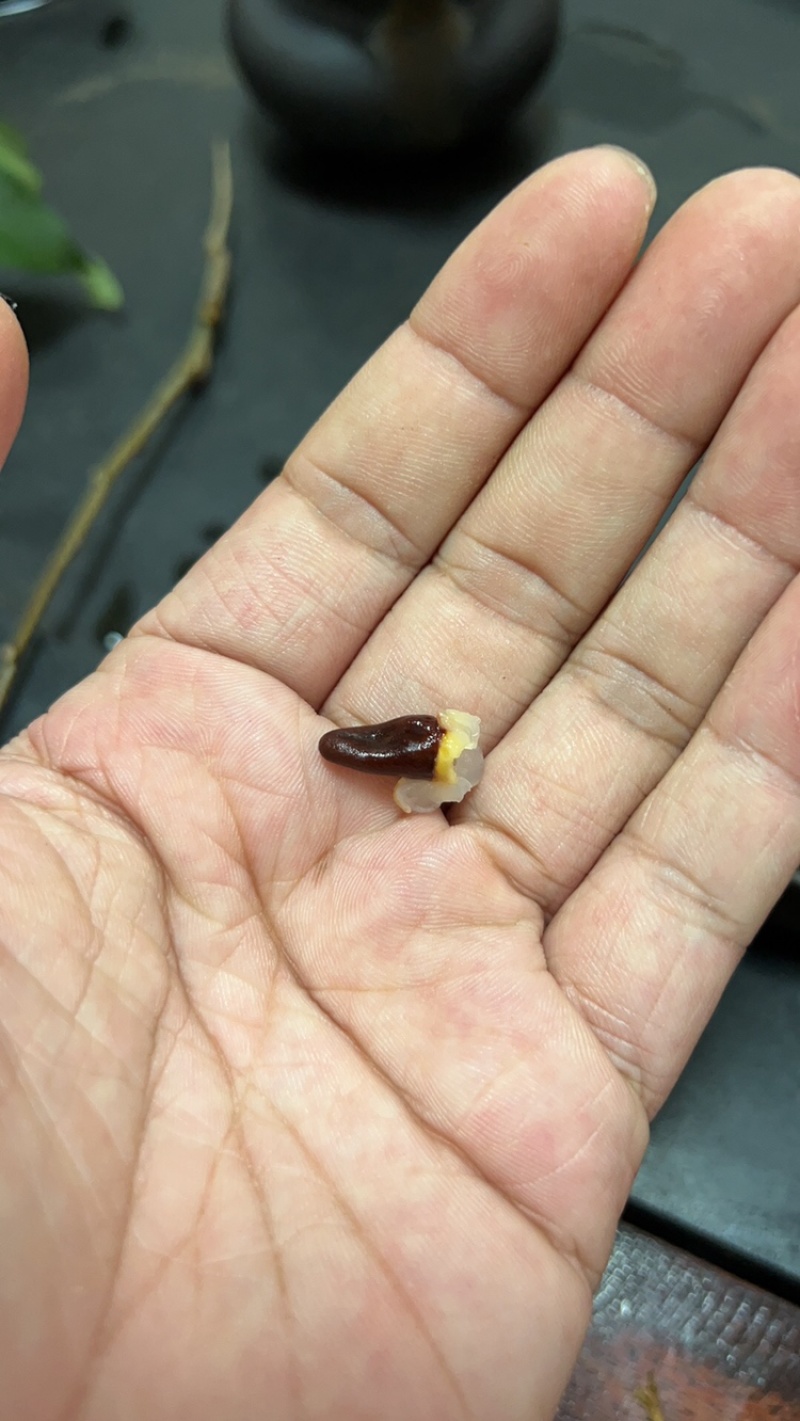 广东桂味荔枝，核小桂花味更浓郁一件代发