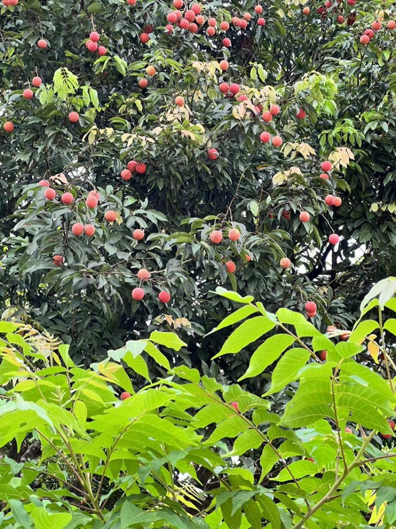 广东桂味荔枝，核小桂花味更浓郁一件代发