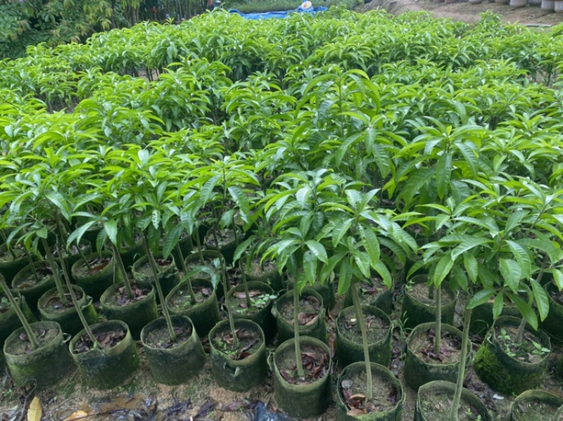 蛋黄果树苗鸡蛋果树苗