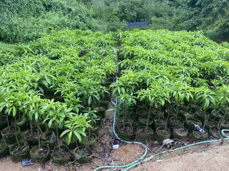 蛋黄果树苗鸡蛋果树苗