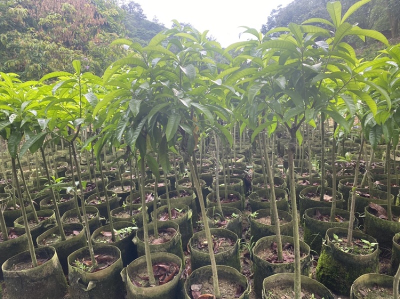 蛋黄果树苗鸡蛋果树苗