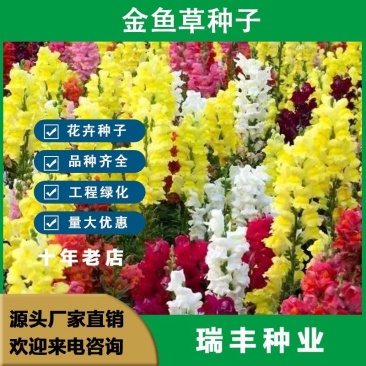 金鱼草种子，金鱼草花卉种子景观绿化花卉种子批发