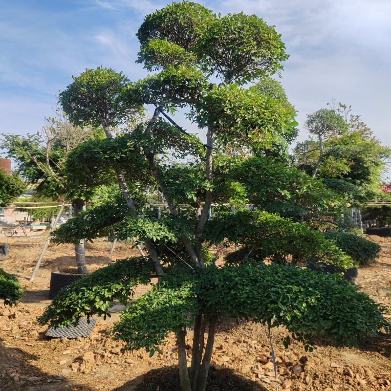 造型女贞基地直销，大量供应，可实地看货，一手货源。