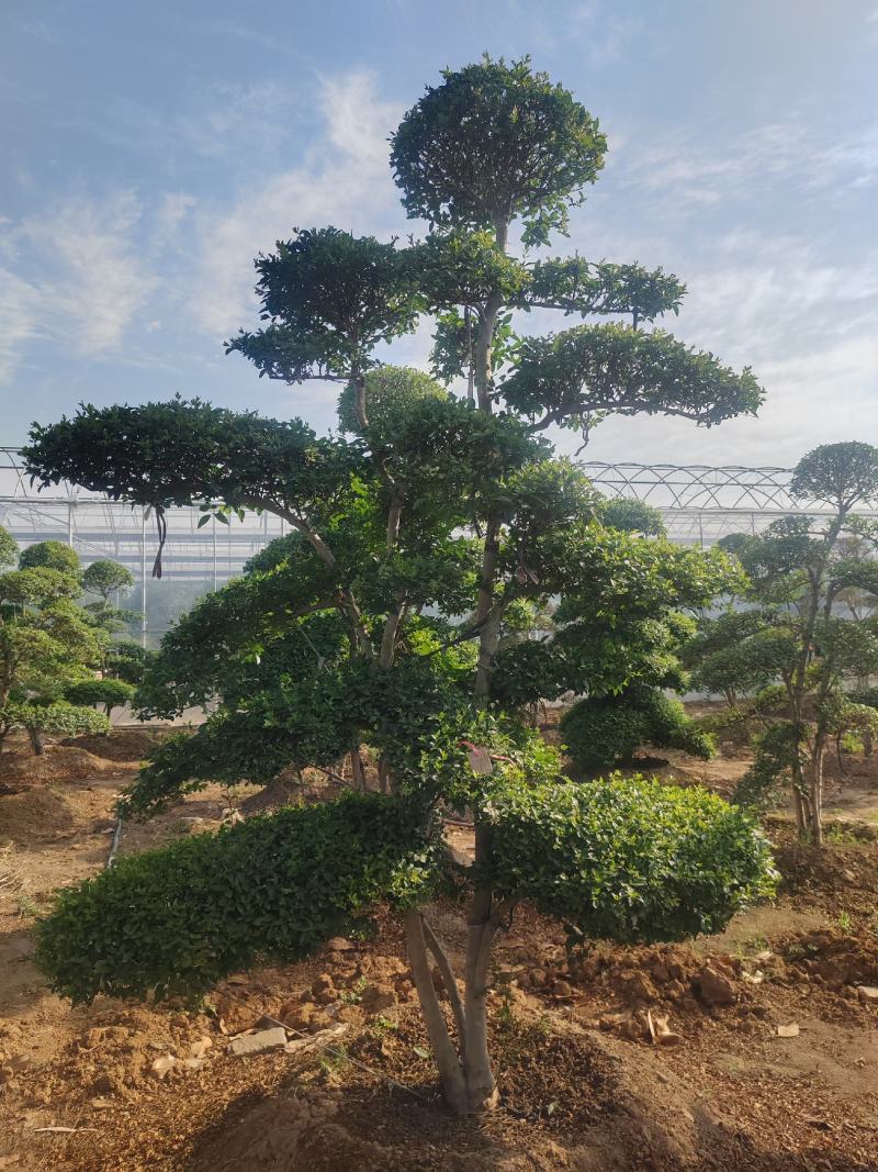 造型女贞基地直销，大量供应，可实地看货，一手货源。