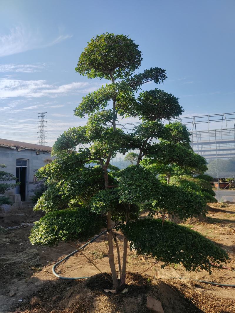 造型女贞基地直销，大量供应，可实地看货，一手货源。