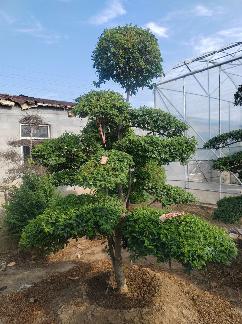 造型女贞基地直销，大量供应，可实地看货，一手货源。