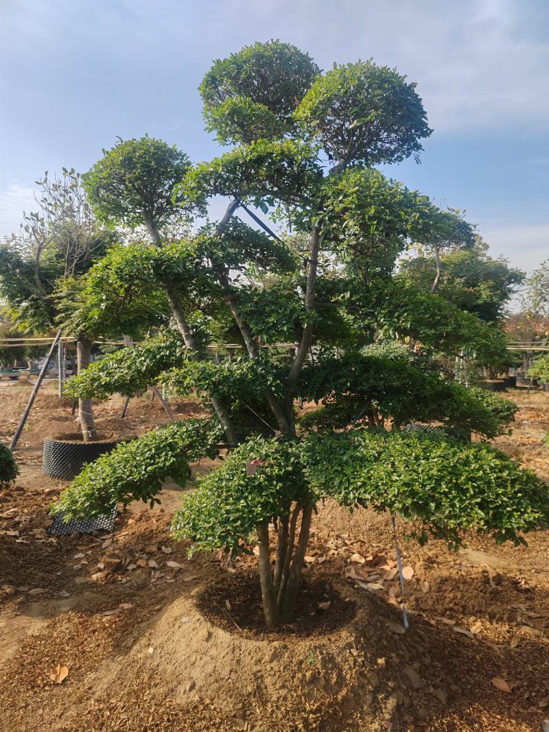造型女贞基地直销，大量供应，可实地看货，一手货源。