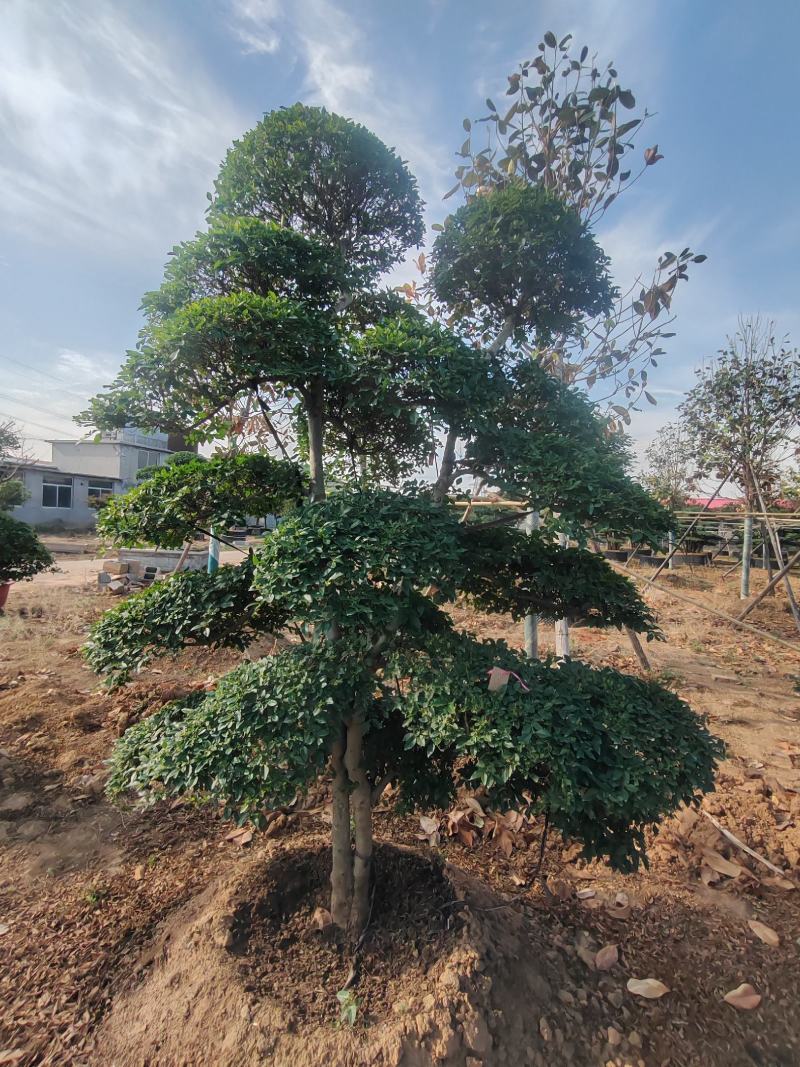 造型女贞基地直销，大量供应，可实地看货，一手货源。