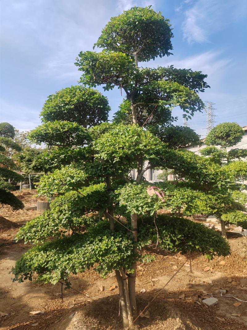 造型女贞基地直销，大量供应，可实地看货，一手货源。