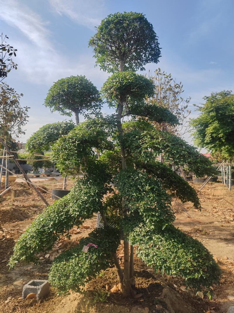 造型女贞基地直销，大量供应，可实地看货，一手货源。