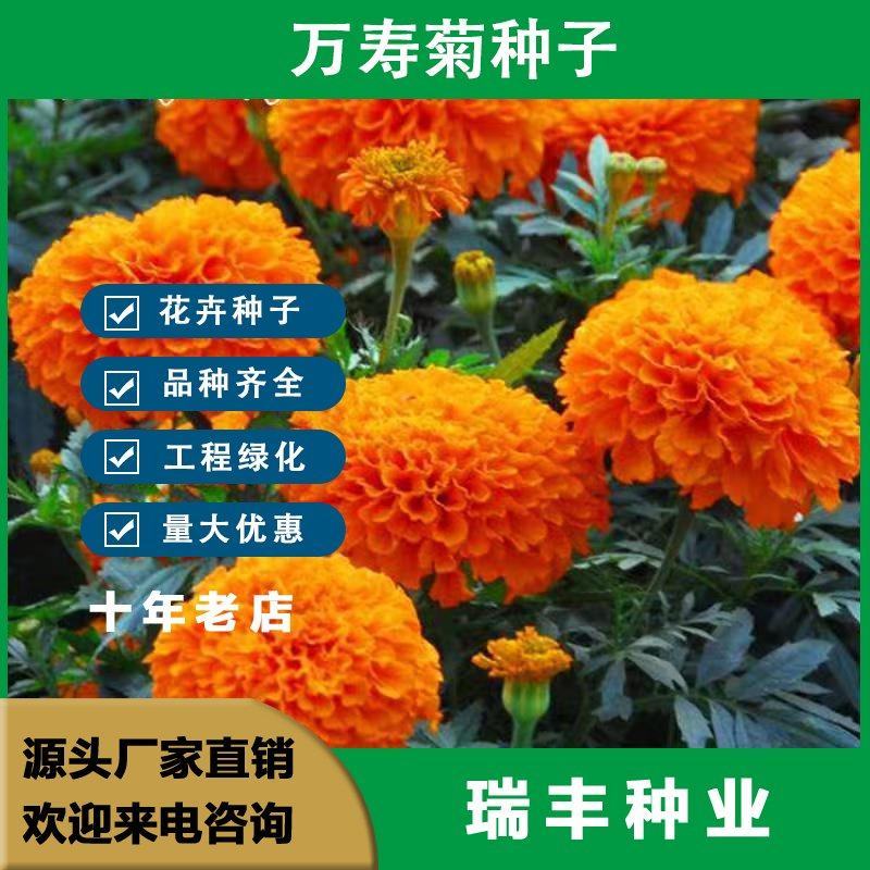万寿菊种子，菊花种子臭芙蓉花种籽景观绿化花海花卉种子批发