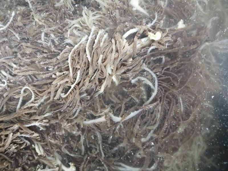 千层毛肚牛百叶黑千白千商用超市酒店食堂厂家一手资源诚信