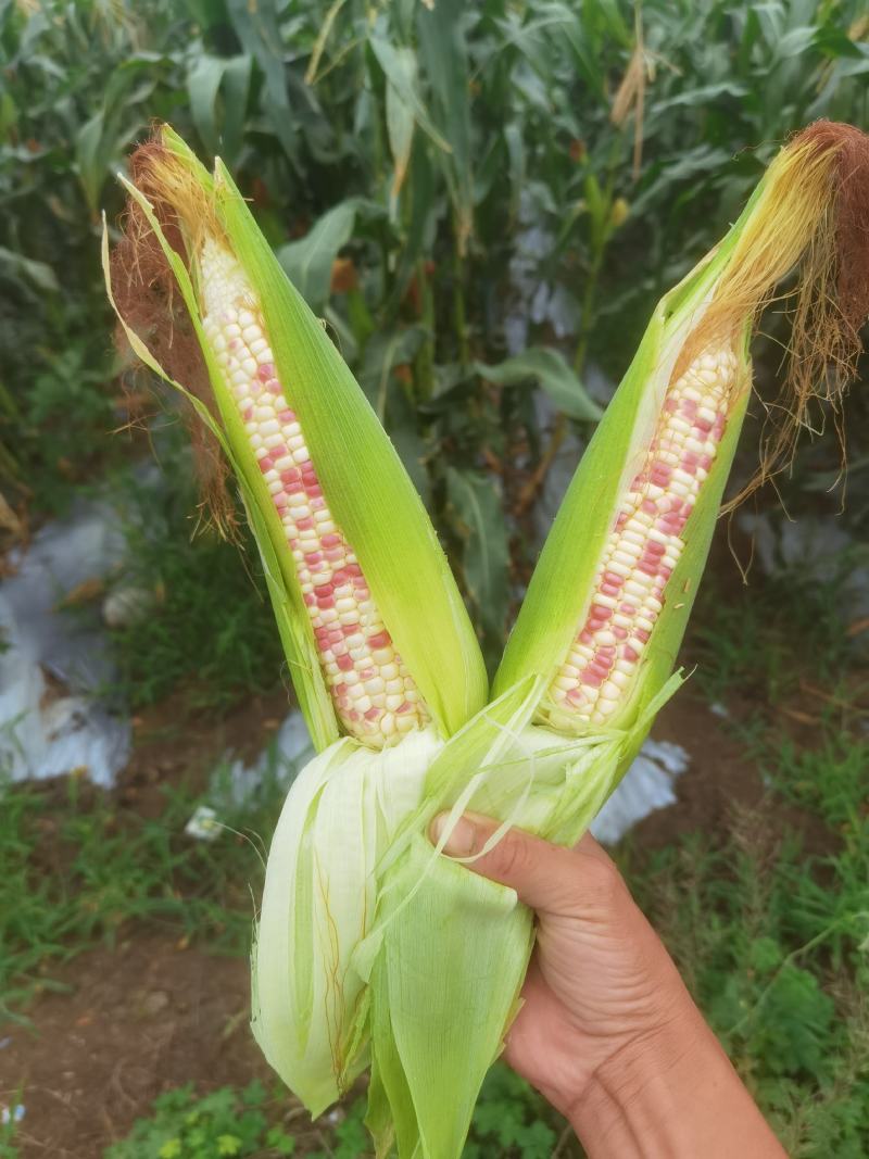 花糯玉米，鲜玉米，彩糯，，鲜食玉米，产地直销