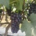 【复购高】夏黑葡萄新品上市对接电商商超市场视频看货