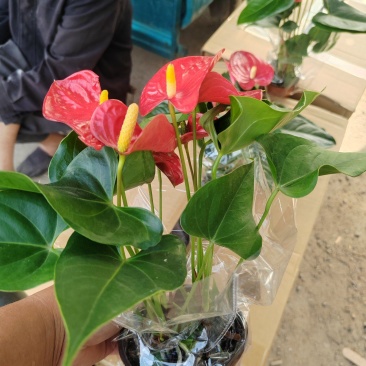 红掌，基地直销，大量供应，可实地看货，一手货源。