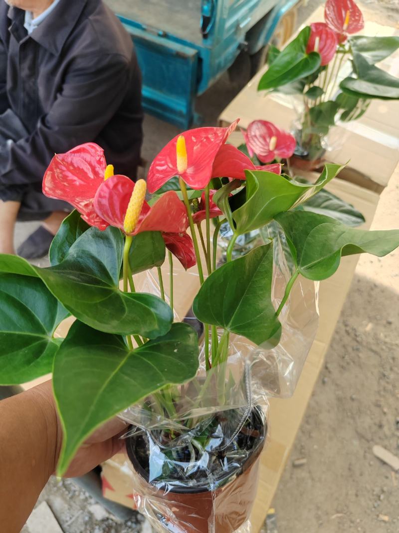 红掌，基地直销，大量供应，可实地看货，一手货源。