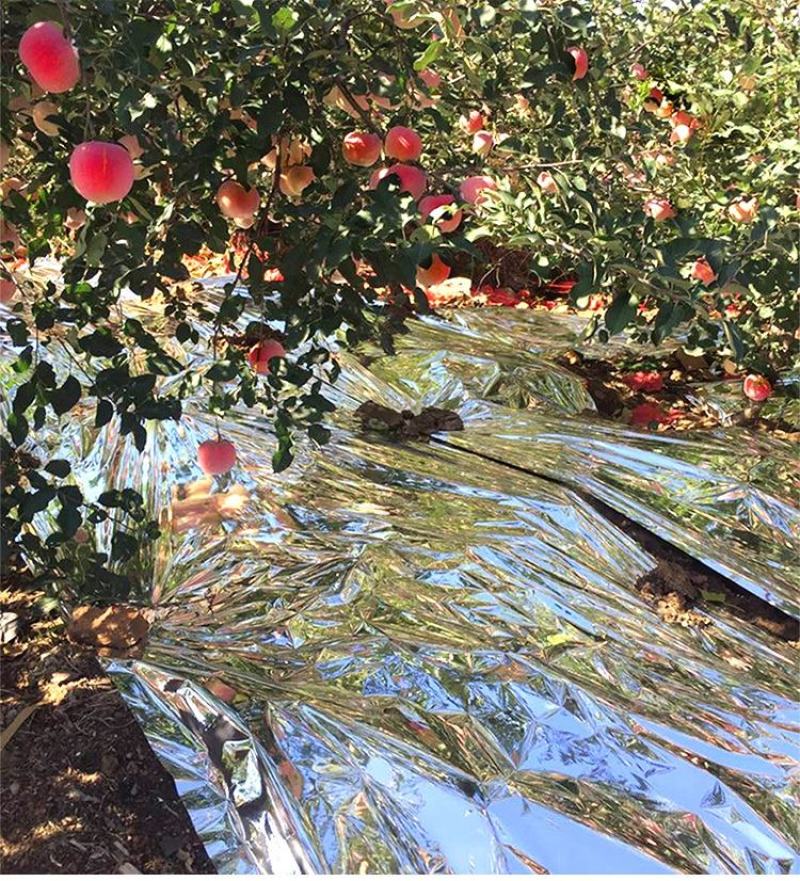 镀铝反光膜苹果葡萄樱桃增色大棚补温