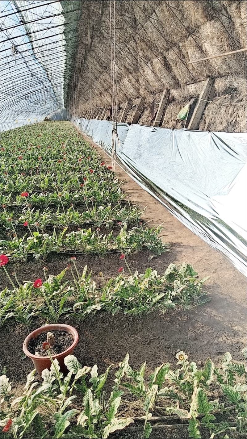 镀铝反光膜苹果葡萄樱桃增色大棚补温