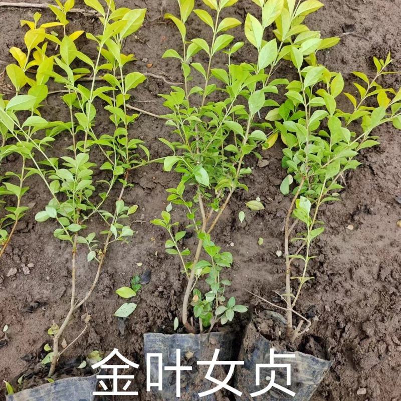 金叶女贞基地直销，大量供应，可实地看货，一手货源