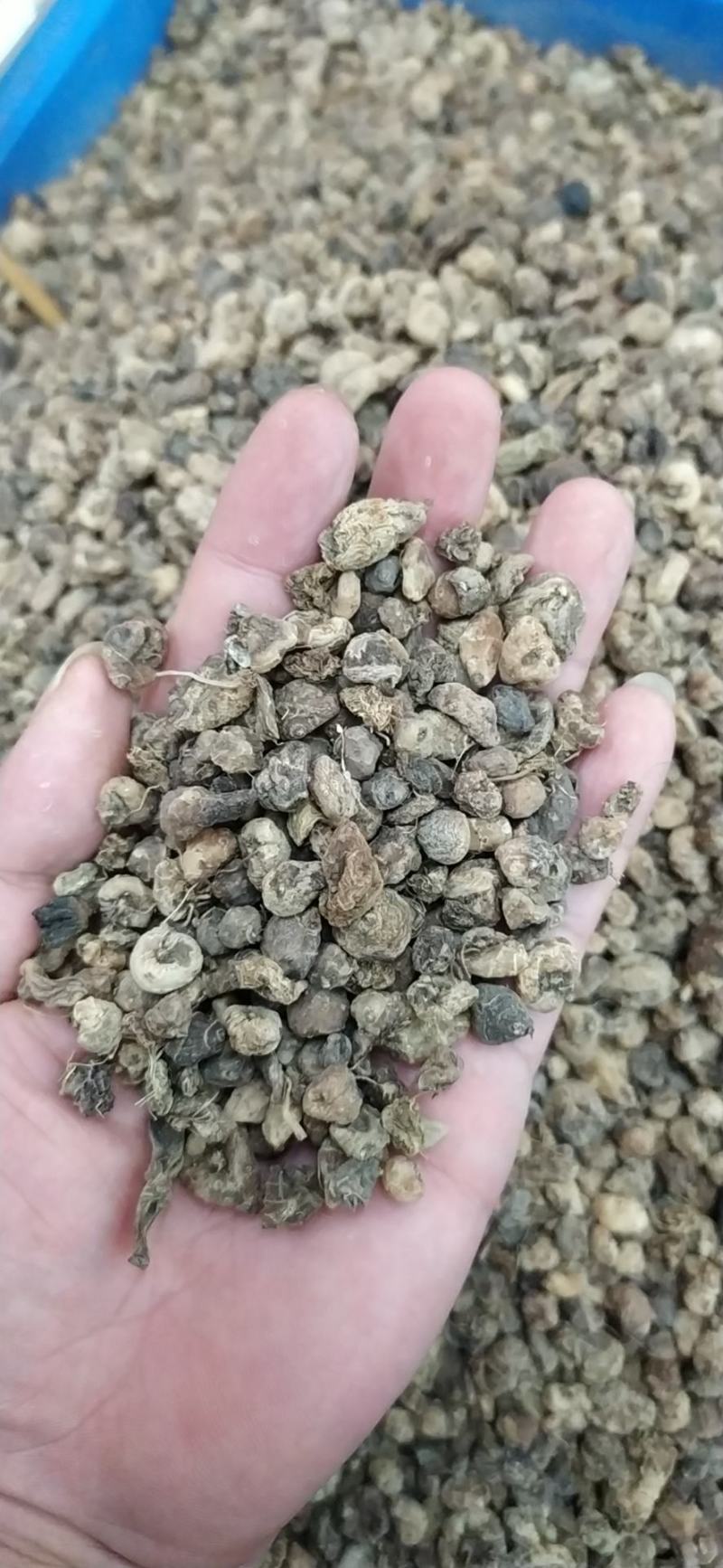 山慈菇产地直销诚信经营全国发货