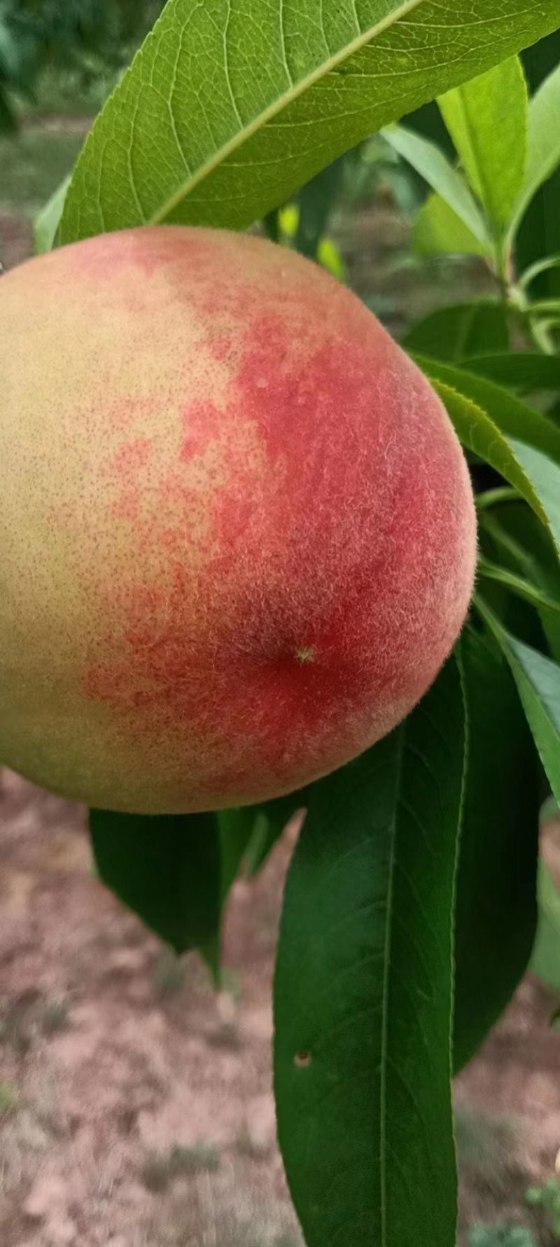 精品推荐新鲜毛桃产地直发保质保量一手货源