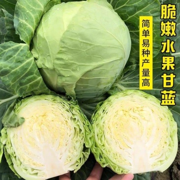 甘蓝，圆甘蓝一手货源产地现摘现发，保质保量欢迎订购