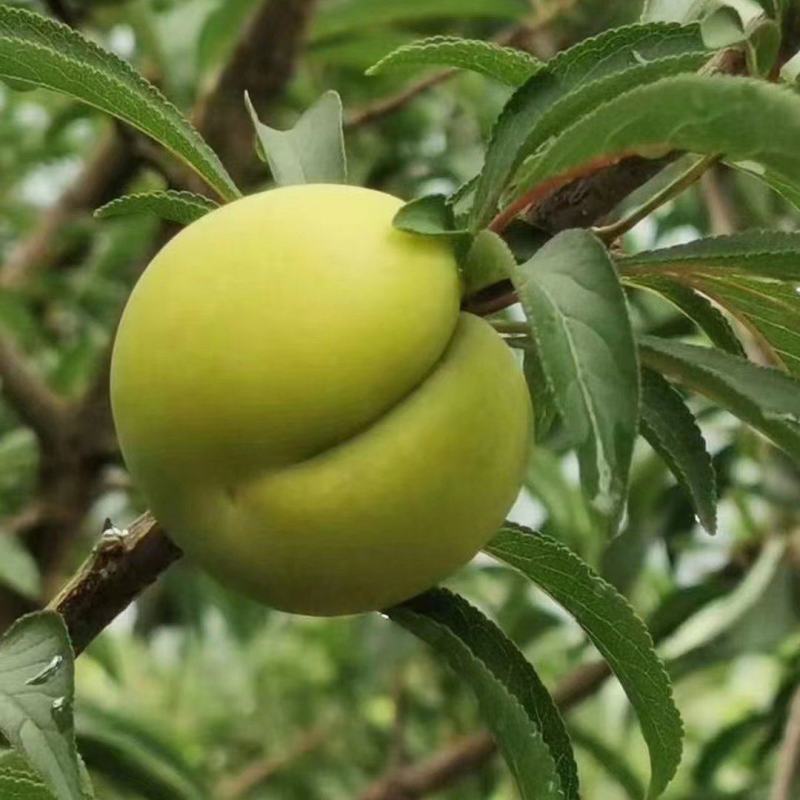 蜂糖李