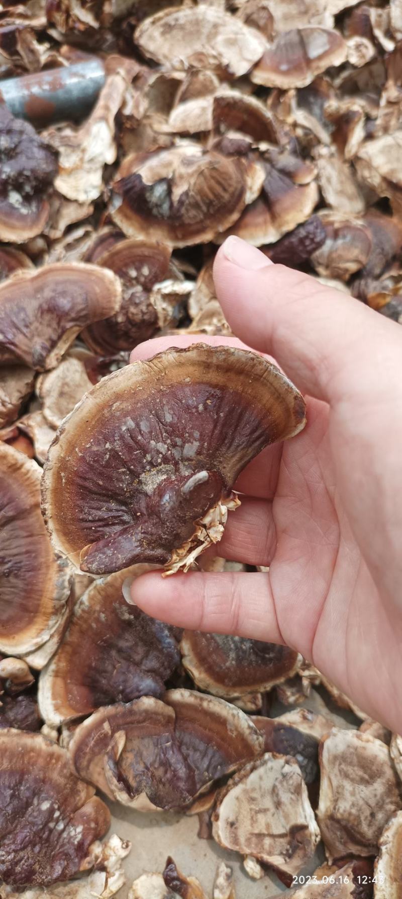 灵芝小金边