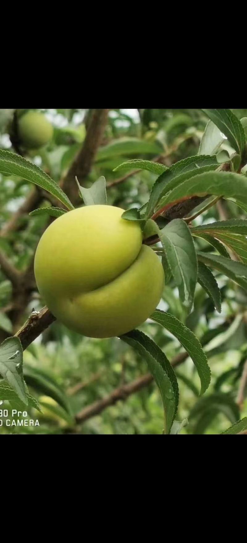蜂糖李
