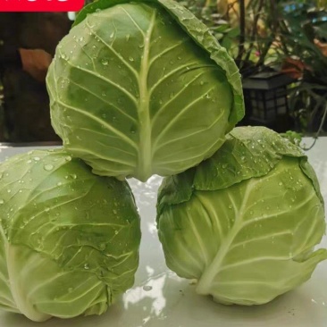 甘蓝旺旺甘蓝，斯特丹大量有货，保质保量，现摘现发