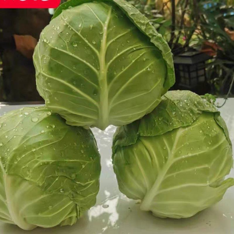甘蓝旺旺甘蓝，斯特丹大量有货，保质保量，现摘现发